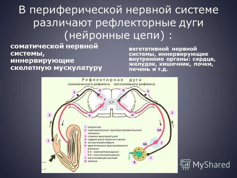 Периферические рефлексы. Схема рефлекторной дуги вегетативной нервной системы. Рефлекторная дуга соматического рефлекса. Рефлекс ЕГЭ рефлекторная дуга. Периферическая и соматическая нервная система.